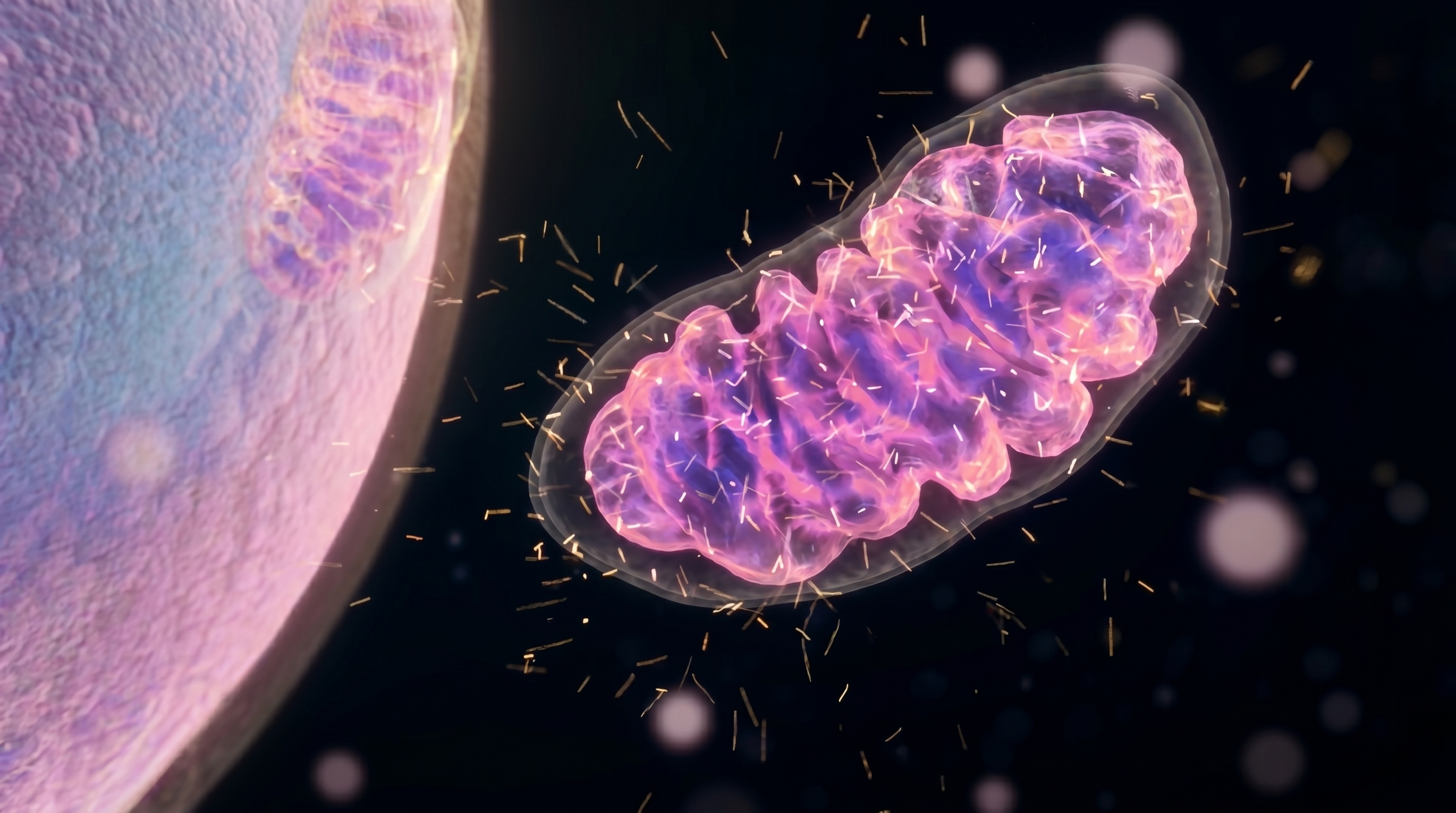 What mitochondria actually do - and why every endurance athlete should care