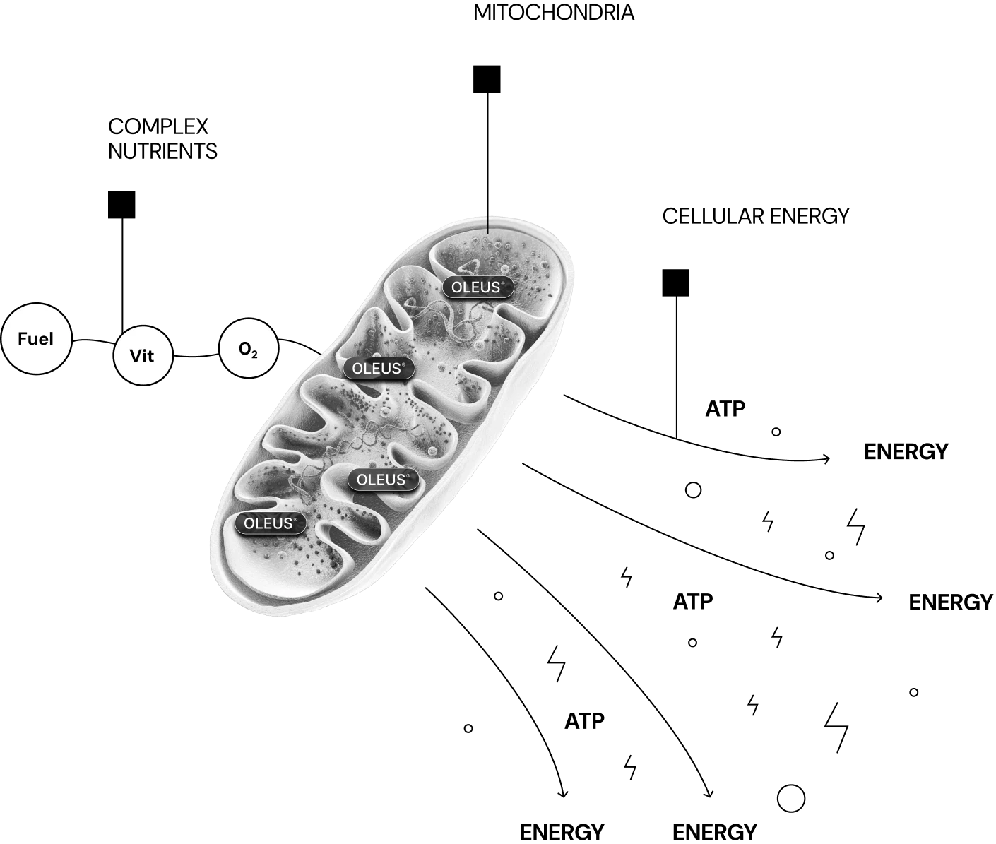 Un nouveau type d'énergie. L'énergie mitochondriale.